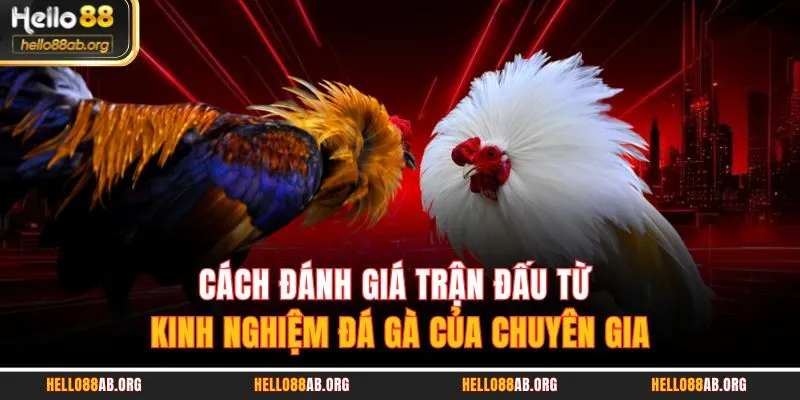 Cách đánh giá trận đấu từ kinh nghiệm đá gà của chuyên gia