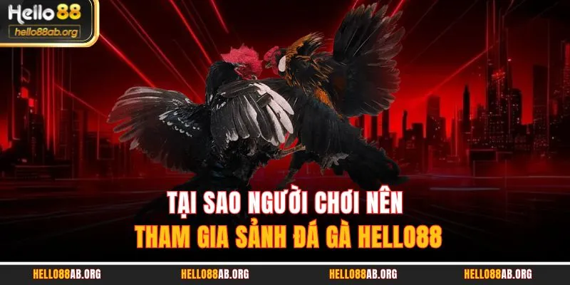 Tại sao người chơi nên tham gia sảnh đá gà HELLO88