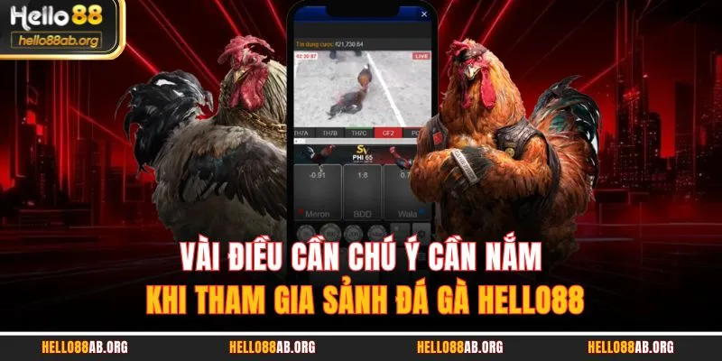 Vài điều cần chú ý cần nắm khi tham gia sảnh đá gà HELLO88